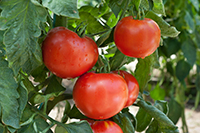 tomatoes hanging from tree